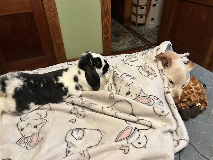 100 Hilarious Posts By Rabbit Owners Exposing These Deceptive Fluffballs (New Pics) 100 Hilarious Posts By Rabbit Owners Exposing These Deceptive Fluffballs (New Pics)