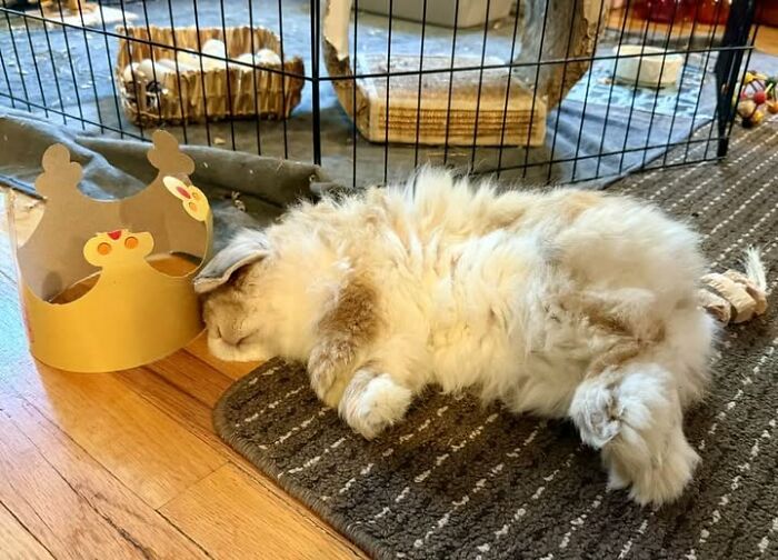 100 Hilarious Posts By Rabbit Owners Exposing These Deceptive Fluffballs (New Pics) 100 Hilarious Posts By Rabbit Owners Exposing These Deceptive Fluffballs (New Pics)
