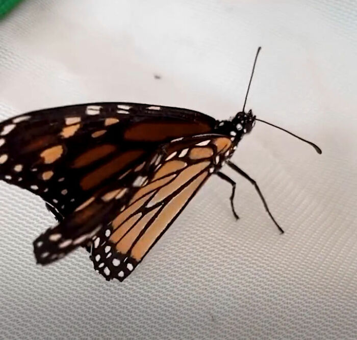 This Couple Saved A Butterfly With A Broken Wing By Performing A Tiny ‘Wing Transplant’ This Couple Saved A Butterfly With A Broken Wing By Performing A Tiny ‘Wing Transplant’