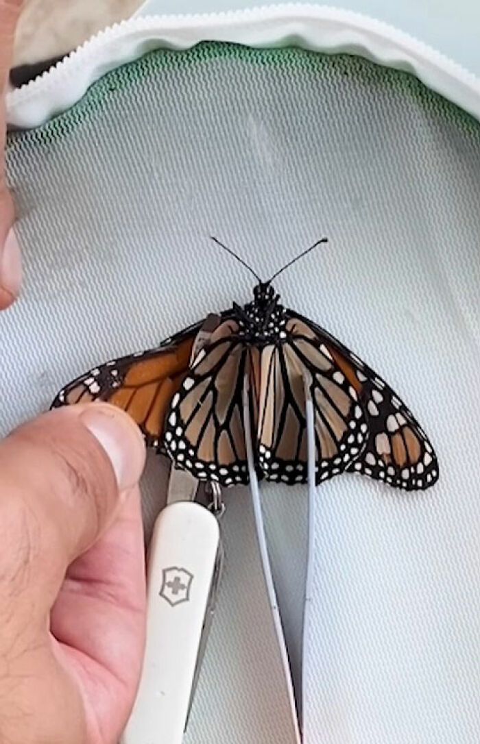 This Couple Saved A Butterfly With A Broken Wing By Performing A Tiny ‘Wing Transplant’ This Couple Saved A Butterfly With A Broken Wing By Performing A Tiny ‘Wing Transplant’