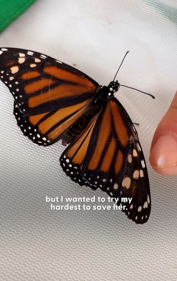 This Couple Saved A Butterfly With A Broken Wing By Performing A Tiny ‘Wing Transplant’ This Couple Saved A Butterfly With A Broken Wing By Performing A Tiny ‘Wing Transplant’