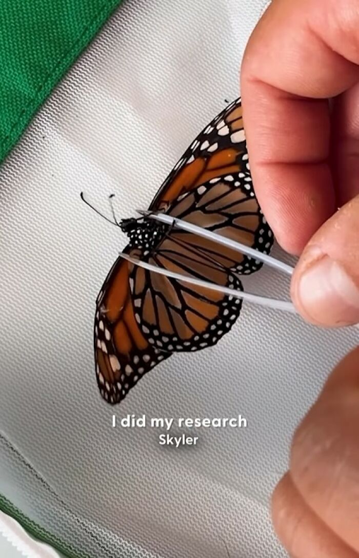 This Couple Saved A Butterfly With A Broken Wing By Performing A Tiny ‘Wing Transplant’ This Couple Saved A Butterfly With A Broken Wing By Performing A Tiny ‘Wing Transplant’