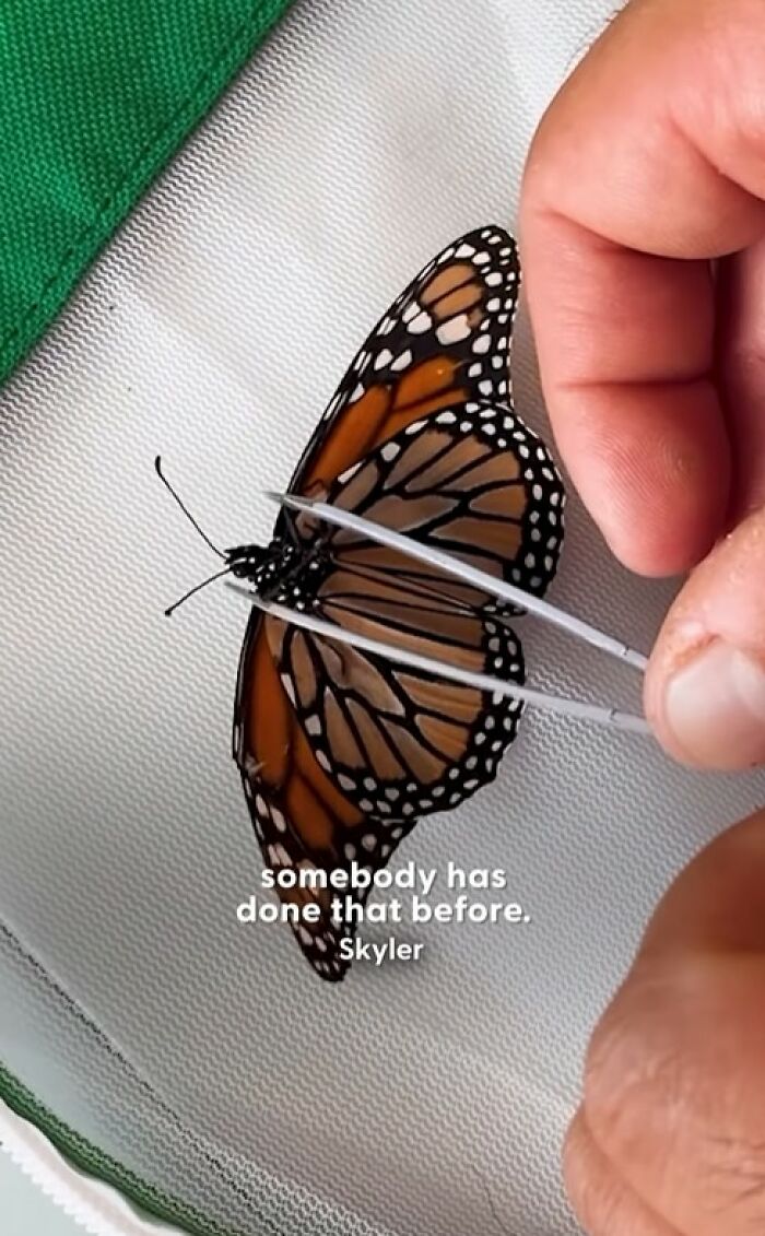 This Couple Saved A Butterfly With A Broken Wing By Performing A Tiny ‘Wing Transplant’ This Couple Saved A Butterfly With A Broken Wing By Performing A Tiny ‘Wing Transplant’