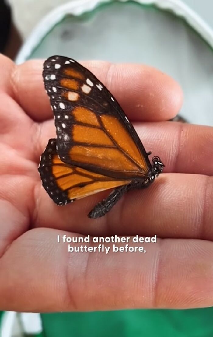 This Couple Saved A Butterfly With A Broken Wing By Performing A Tiny ‘Wing Transplant’ This Couple Saved A Butterfly With A Broken Wing By Performing A Tiny ‘Wing Transplant’