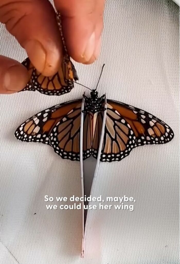 This Couple Saved A Butterfly With A Broken Wing By Performing A Tiny ‘Wing Transplant’ This Couple Saved A Butterfly With A Broken Wing By Performing A Tiny ‘Wing Transplant’