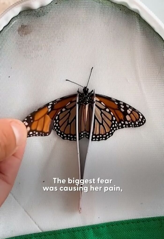 This Couple Saved A Butterfly With A Broken Wing By Performing A Tiny ‘Wing Transplant’ This Couple Saved A Butterfly With A Broken Wing By Performing A Tiny ‘Wing Transplant’