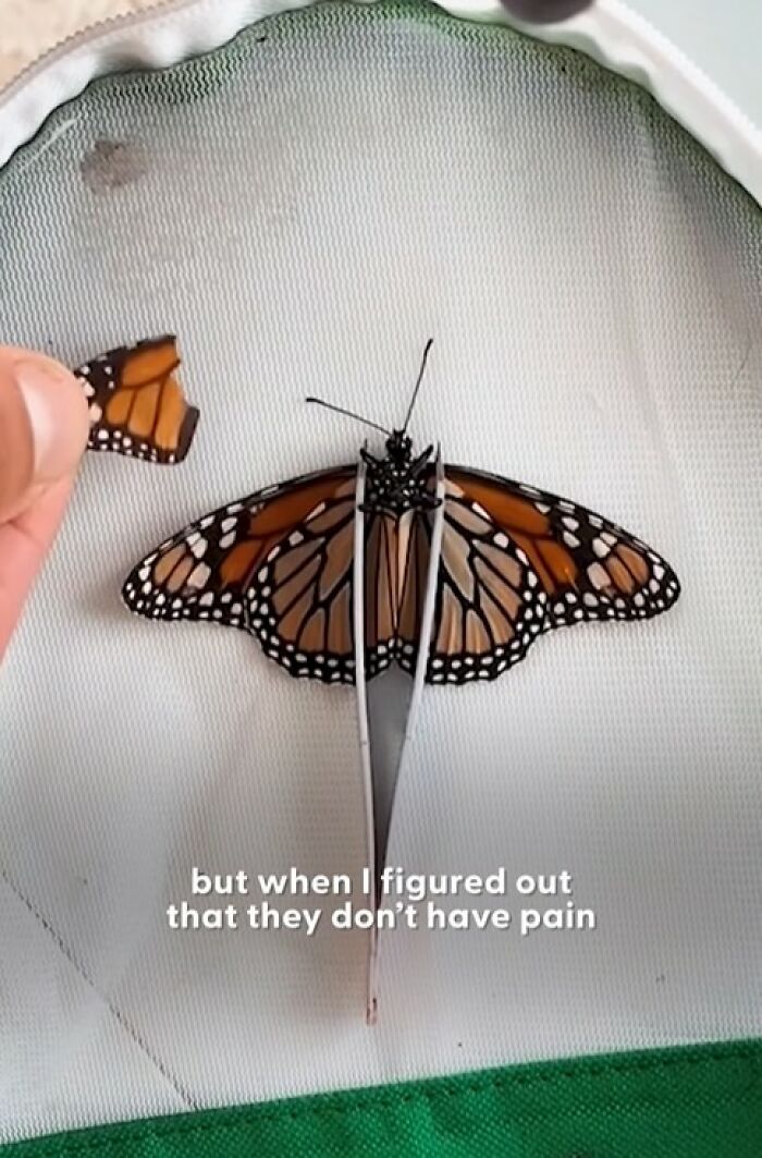This Couple Saved A Butterfly With A Broken Wing By Performing A Tiny ‘Wing Transplant’ This Couple Saved A Butterfly With A Broken Wing By Performing A Tiny ‘Wing Transplant’
