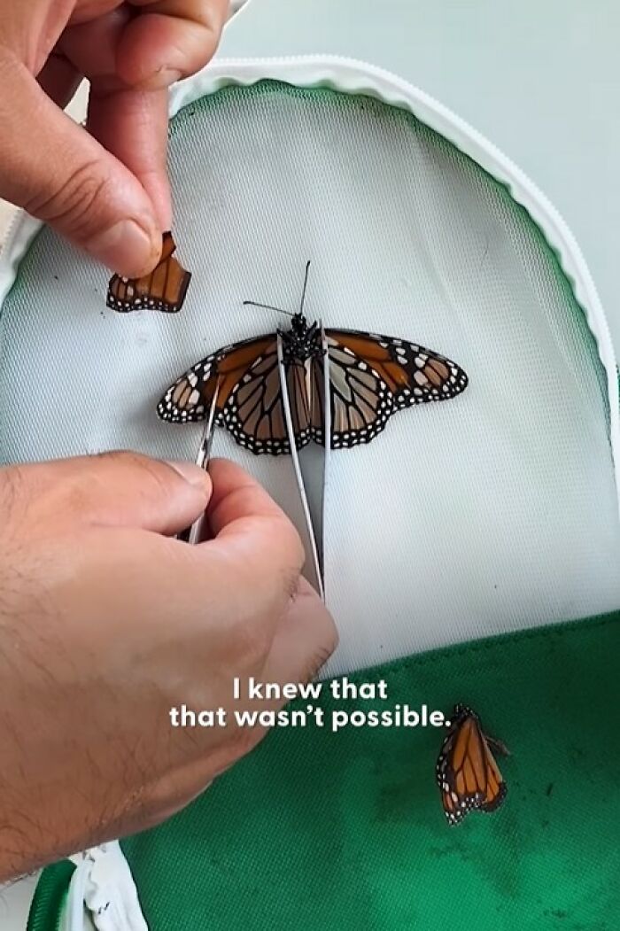 This Couple Saved A Butterfly With A Broken Wing By Performing A Tiny ‘Wing Transplant’ This Couple Saved A Butterfly With A Broken Wing By Performing A Tiny ‘Wing Transplant’