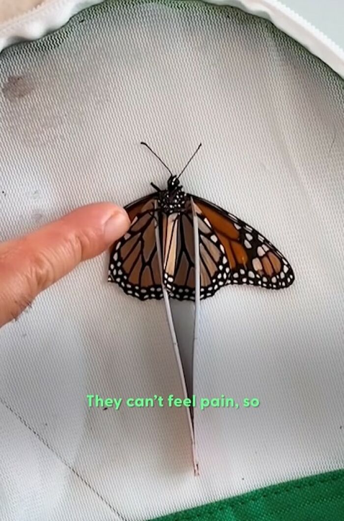 This Couple Saved A Butterfly With A Broken Wing By Performing A Tiny ‘Wing Transplant’ This Couple Saved A Butterfly With A Broken Wing By Performing A Tiny ‘Wing Transplant’