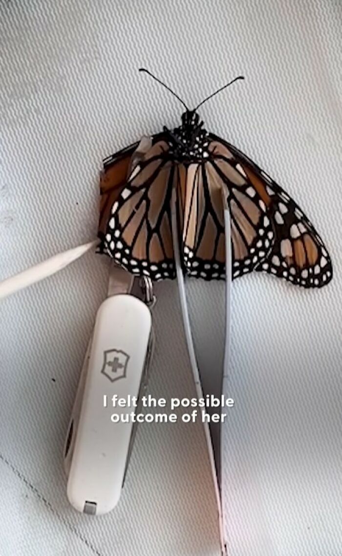 This Couple Saved A Butterfly With A Broken Wing By Performing A Tiny ‘Wing Transplant’ This Couple Saved A Butterfly With A Broken Wing By Performing A Tiny ‘Wing Transplant’