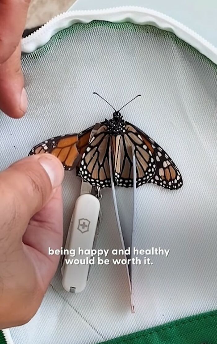 This Couple Saved A Butterfly With A Broken Wing By Performing A Tiny ‘Wing Transplant’ This Couple Saved A Butterfly With A Broken Wing By Performing A Tiny ‘Wing Transplant’