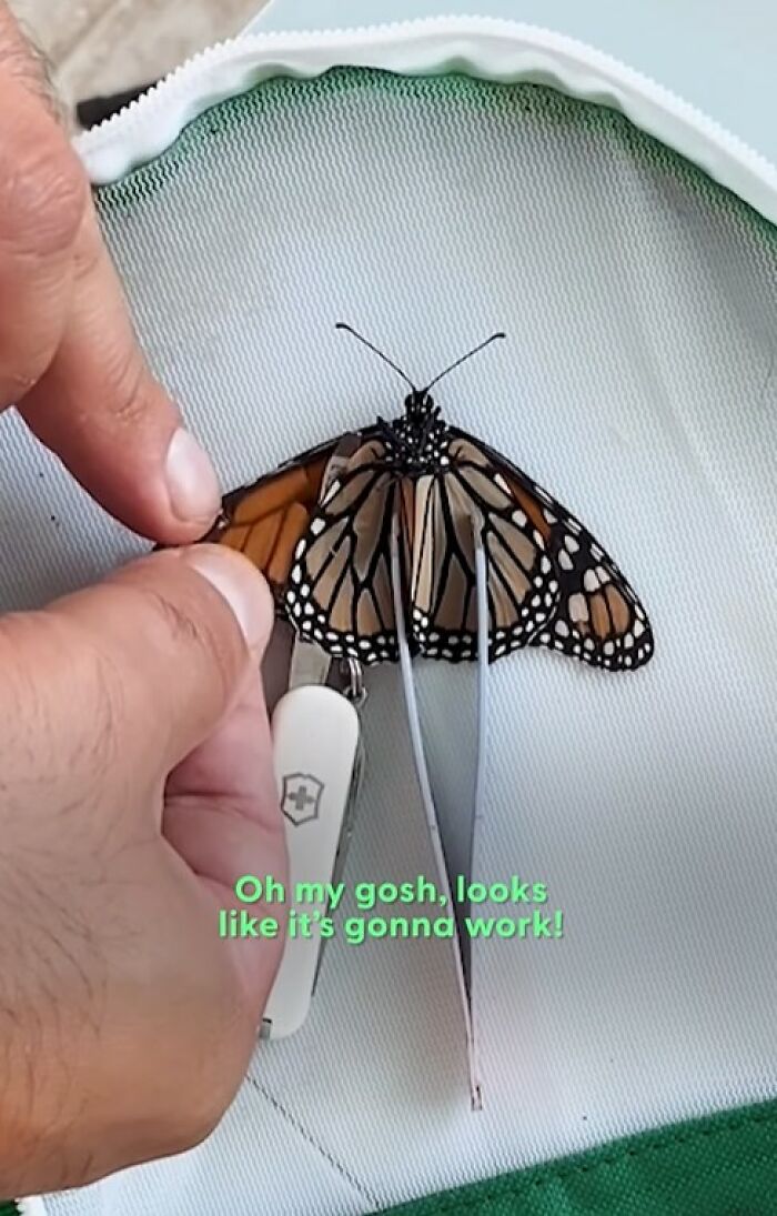 This Couple Saved A Butterfly With A Broken Wing By Performing A Tiny ‘Wing Transplant’ This Couple Saved A Butterfly With A Broken Wing By Performing A Tiny ‘Wing Transplant’