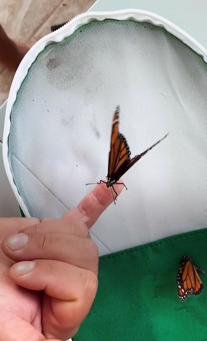 This Couple Saved A Butterfly With A Broken Wing By Performing A Tiny ‘Wing Transplant’ This Couple Saved A Butterfly With A Broken Wing By Performing A Tiny ‘Wing Transplant’