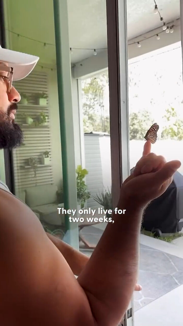 This Couple Saved A Butterfly With A Broken Wing By Performing A Tiny ‘Wing Transplant’ This Couple Saved A Butterfly With A Broken Wing By Performing A Tiny ‘Wing Transplant’