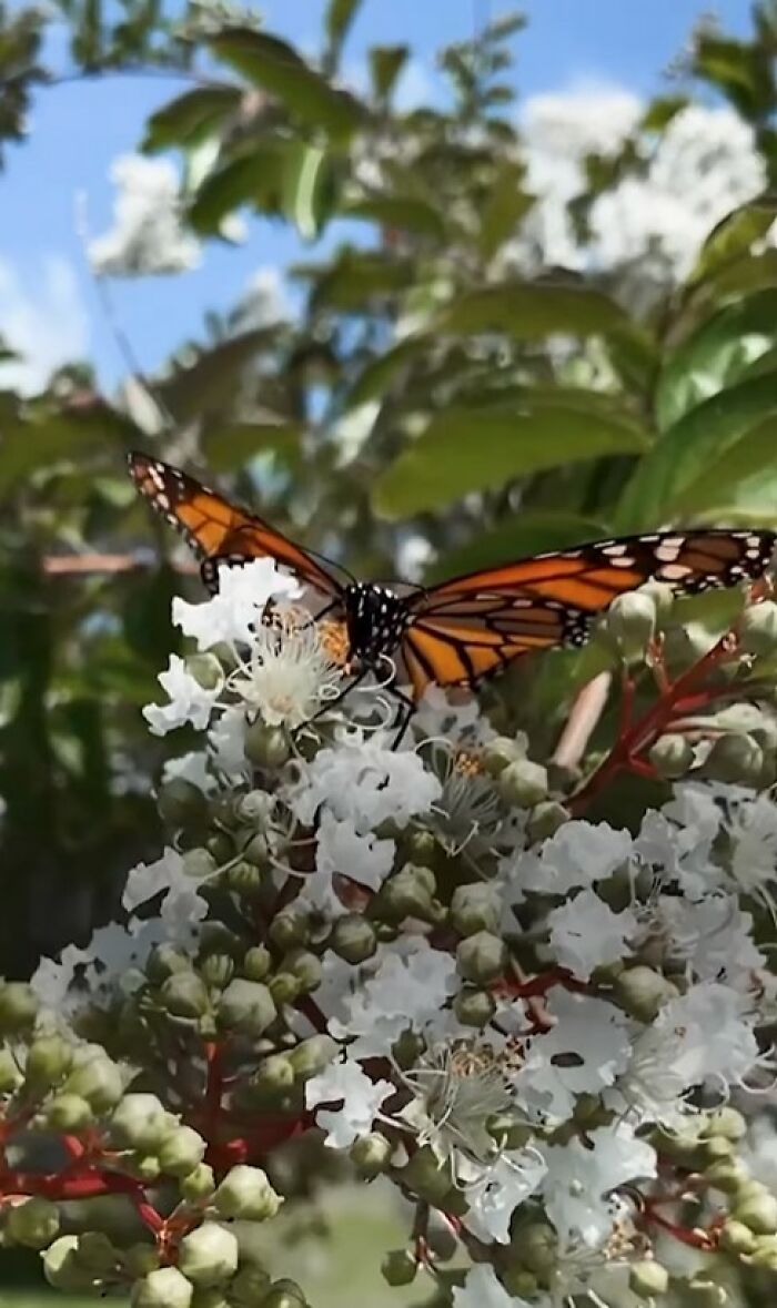 This Couple Saved A Butterfly With A Broken Wing By Performing A Tiny ‘Wing Transplant’ This Couple Saved A Butterfly With A Broken Wing By Performing A Tiny ‘Wing Transplant’