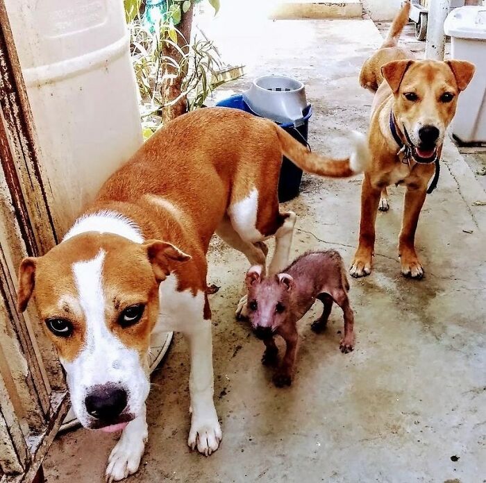 Meet Nina, The Unusual Dog Found In A Puerto Rican Forest Who Now Has A Loving Home In New York Meet Nina, The Unusual Dog Found In A Puerto Rican Forest Who Now Has A Loving Home In New York