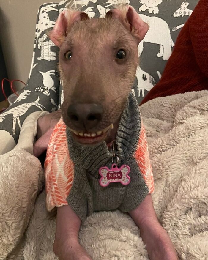 Meet Nina, The Unusual Dog Found In A Puerto Rican Forest Who Now Has A Loving Home In New York Meet Nina, The Unusual Dog Found In A Puerto Rican Forest Who Now Has A Loving Home In New York