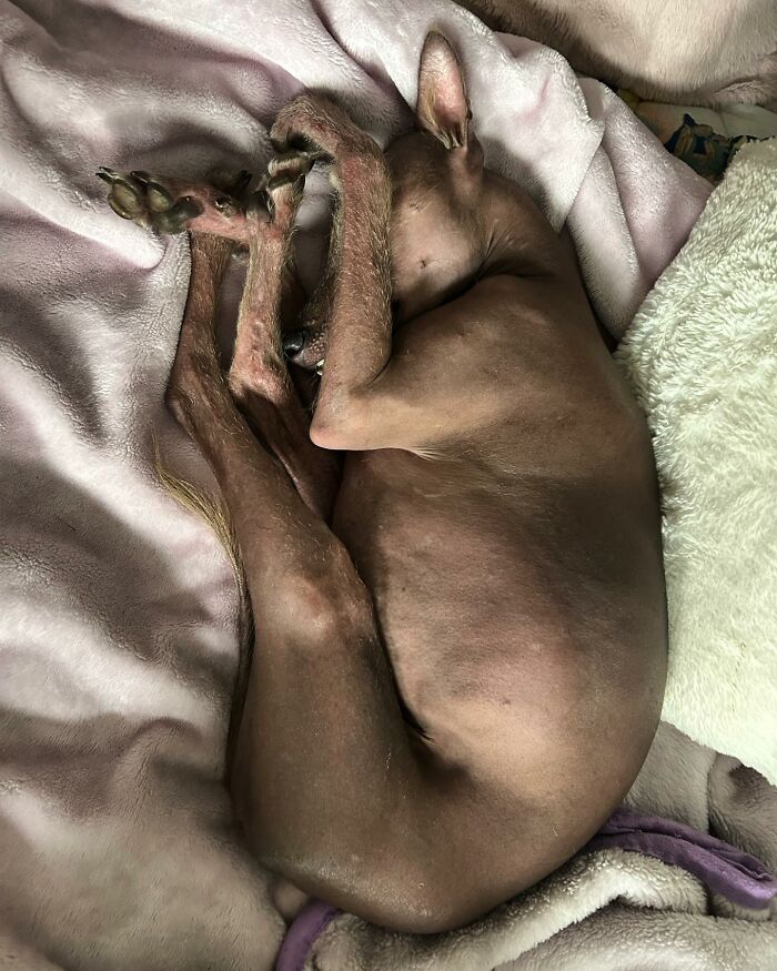 Meet Nina, The Unusual Dog Found In A Puerto Rican Forest Who Now Has A Loving Home In New York Meet Nina, The Unusual Dog Found In A Puerto Rican Forest Who Now Has A Loving Home In New York