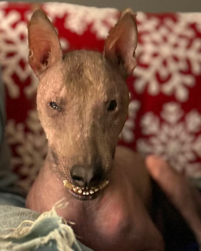 Meet Nina, The Unusual Dog Found In A Puerto Rican Forest Who Now Has A Loving Home In New York Meet Nina, The Unusual Dog Found In A Puerto Rican Forest Who Now Has A Loving Home In New York