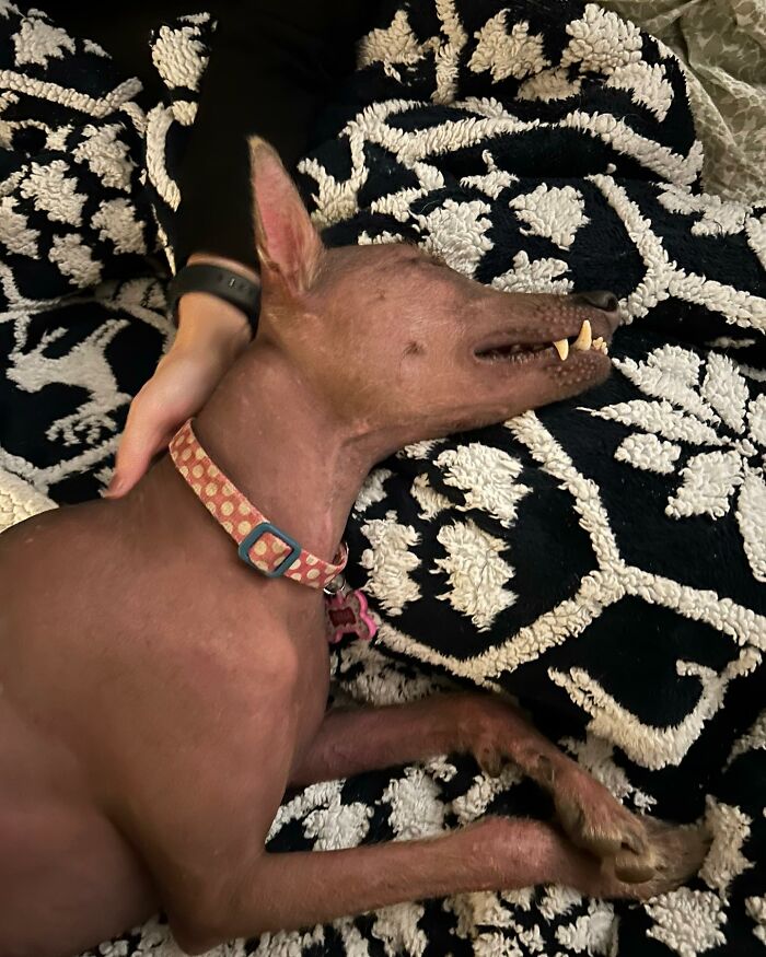 Meet Nina, The Unusual Dog Found In A Puerto Rican Forest Who Now Has A Loving Home In New York Meet Nina, The Unusual Dog Found In A Puerto Rican Forest Who Now Has A Loving Home In New York