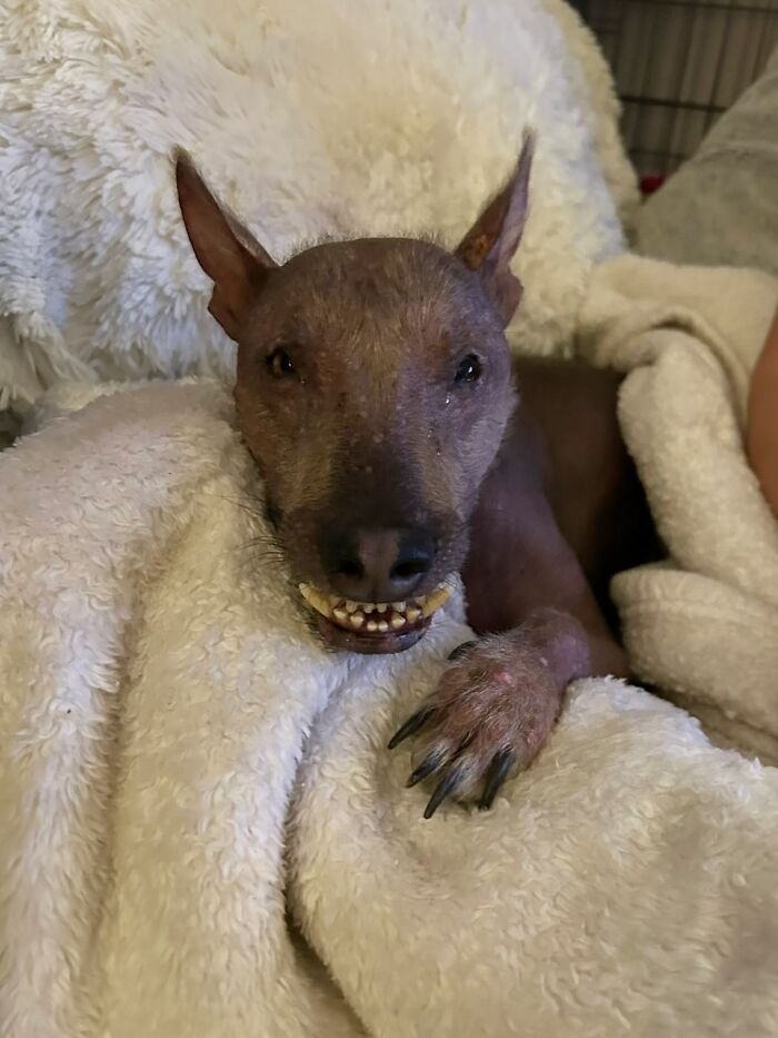 Meet Nina, The Unusual Dog Found In A Puerto Rican Forest Who Now Has A Loving Home In New York Meet Nina, The Unusual Dog Found In A Puerto Rican Forest Who Now Has A Loving Home In New York