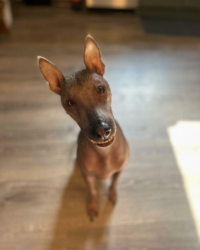 Meet Nina, The Unusual Dog Found In A Puerto Rican Forest Who Now Has A Loving Home In New York Meet Nina, The Unusual Dog Found In A Puerto Rican Forest Who Now Has A Loving Home In New York