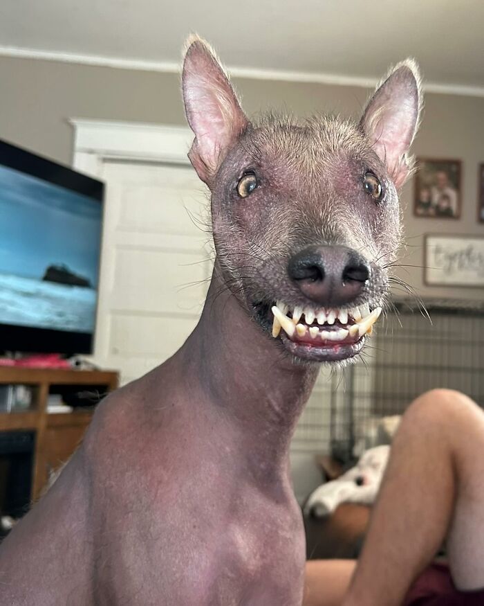 Meet Nina, The Unusual Dog Found In A Puerto Rican Forest Who Now Has A Loving Home In New York Meet Nina, The Unusual Dog Found In A Puerto Rican Forest Who Now Has A Loving Home In New York