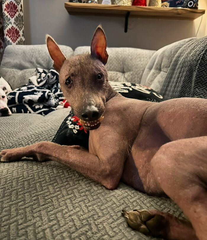Meet Nina, The Unusual Dog Found In A Puerto Rican Forest Who Now Has A Loving Home In New York Meet Nina, The Unusual Dog Found In A Puerto Rican Forest Who Now Has A Loving Home In New York