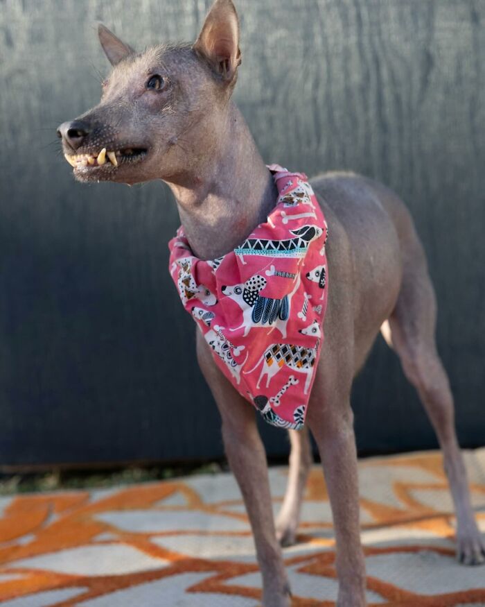 Meet Nina, The Unusual Dog Found In A Puerto Rican Forest Who Now Has A Loving Home In New York Meet Nina, The Unusual Dog Found In A Puerto Rican Forest Who Now Has A Loving Home In New York