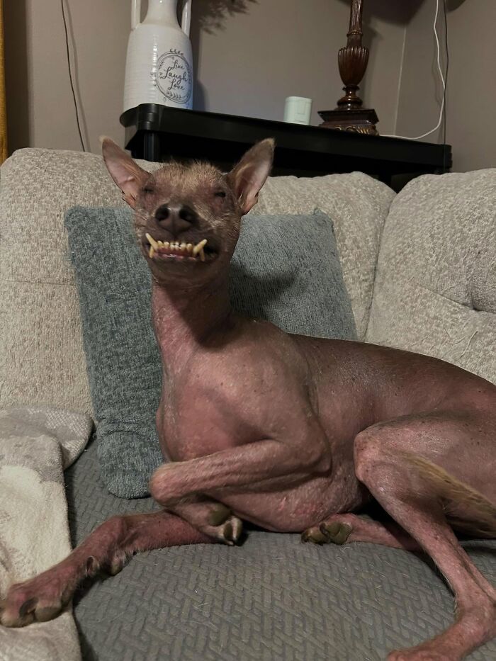 Meet Nina, The Unusual Dog Found In A Puerto Rican Forest Who Now Has A Loving Home In New York Meet Nina, The Unusual Dog Found In A Puerto Rican Forest Who Now Has A Loving Home In New York