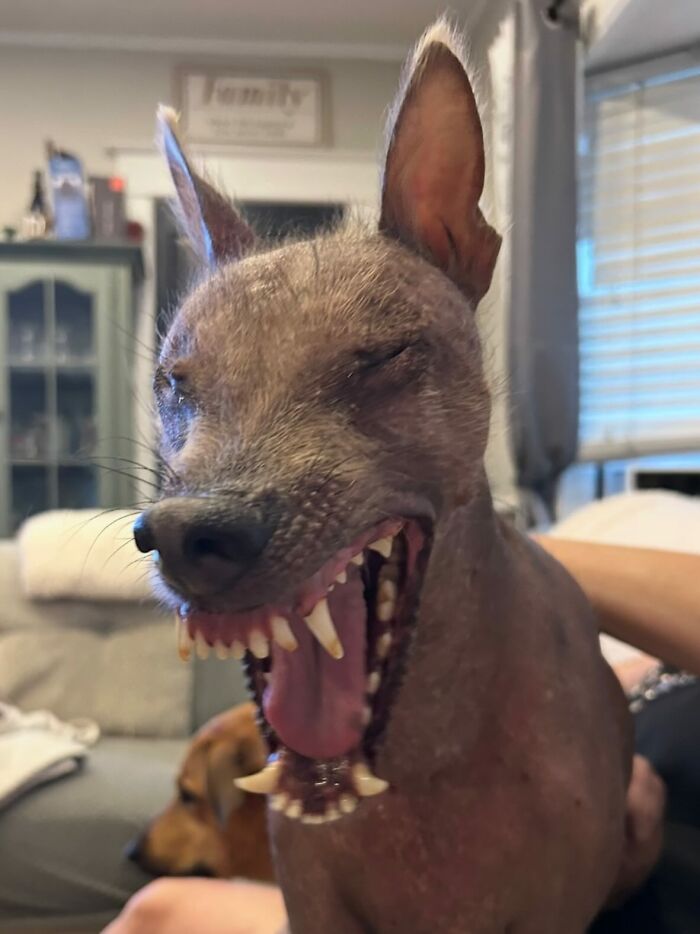 Meet Nina, The Unusual Dog Found In A Puerto Rican Forest Who Now Has A Loving Home In New York Meet Nina, The Unusual Dog Found In A Puerto Rican Forest Who Now Has A Loving Home In New York