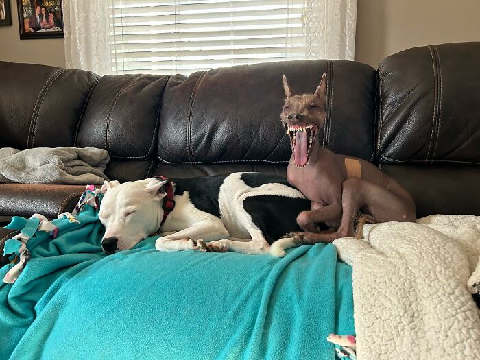 Meet Nina, The Unusual Dog Found In A Puerto Rican Forest Who Now Has A Loving Home In New York Meet Nina, The Unusual Dog Found In A Puerto Rican Forest Who Now Has A Loving Home In New York