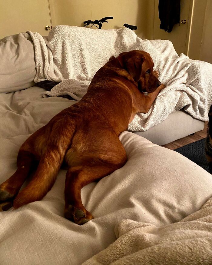 Rejected From Service Dog Training, Leo Brings Random Items And Joy To His Owner Rejected From Service Dog Training, Leo Brings Random Items And Joy To His Owner