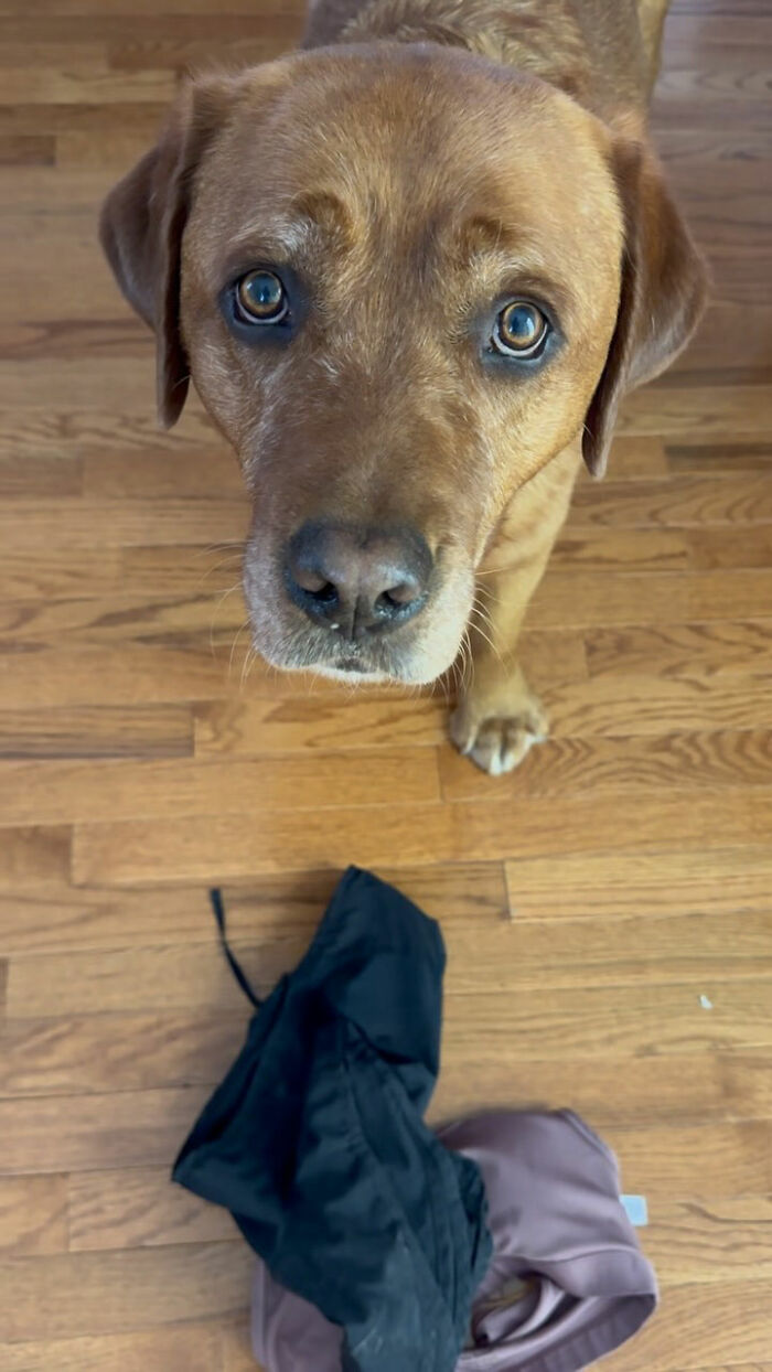 Rejected From Service Dog Training, Leo Brings Random Items And Joy To His Owner Rejected From Service Dog Training, Leo Brings Random Items And Joy To His Owner