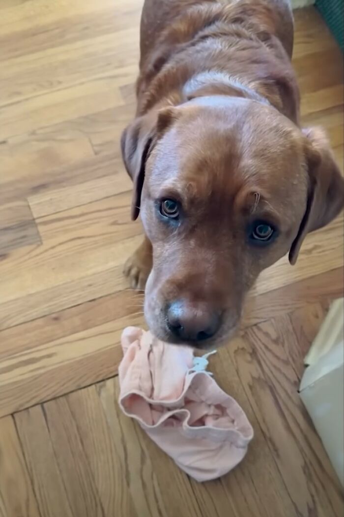 Rejected From Service Dog Training, Leo Brings Random Items And Joy To His Owner Rejected From Service Dog Training, Leo Brings Random Items And Joy To His Owner
