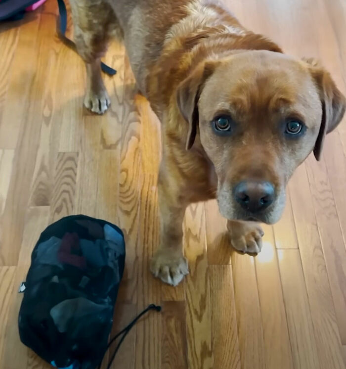 Rejected From Service Dog Training, Leo Brings Random Items And Joy To His Owner Rejected From Service Dog Training, Leo Brings Random Items And Joy To His Owner