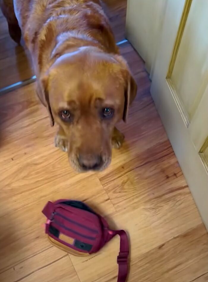 Rejected From Service Dog Training, Leo Brings Random Items And Joy To His Owner Rejected From Service Dog Training, Leo Brings Random Items And Joy To His Owner