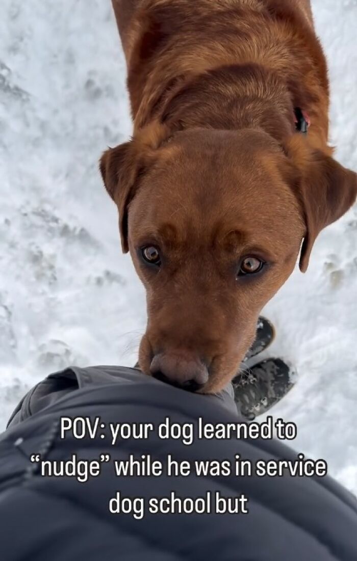 Rejected From Service Dog Training, Leo Brings Random Items And Joy To His Owner Rejected From Service Dog Training, Leo Brings Random Items And Joy To His Owner