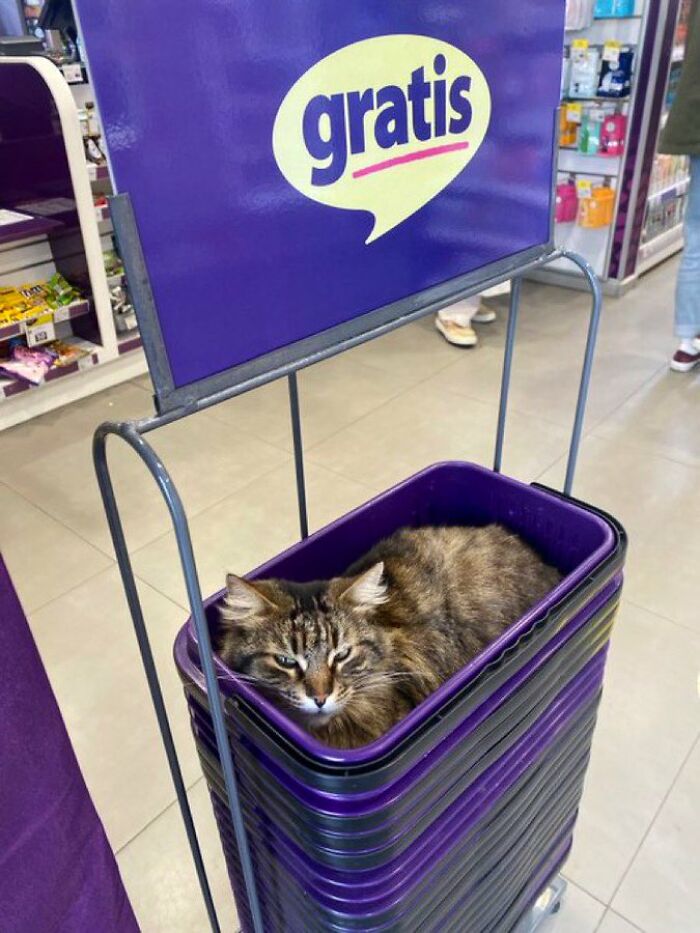 40 Cats Who Treated Convenience Stores Like Their Natural Habitat