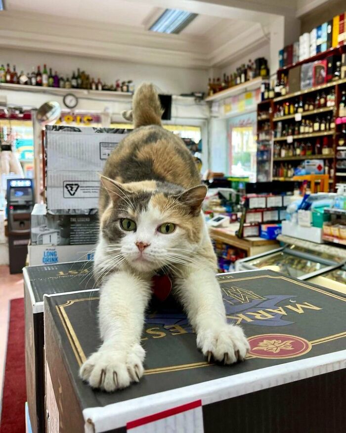 40 Cats Who Treated Convenience Stores Like Their Natural Habitat
