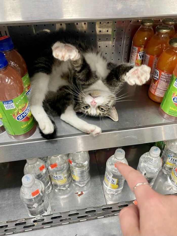 40 Cats Who Treated Convenience Stores Like Their Natural Habitat
