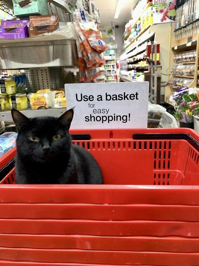 40 Cats Who Treated Convenience Stores Like Their Natural Habitat