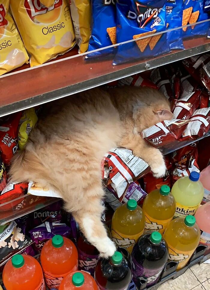 40 Cats Who Treated Convenience Stores Like Their Natural Habitat