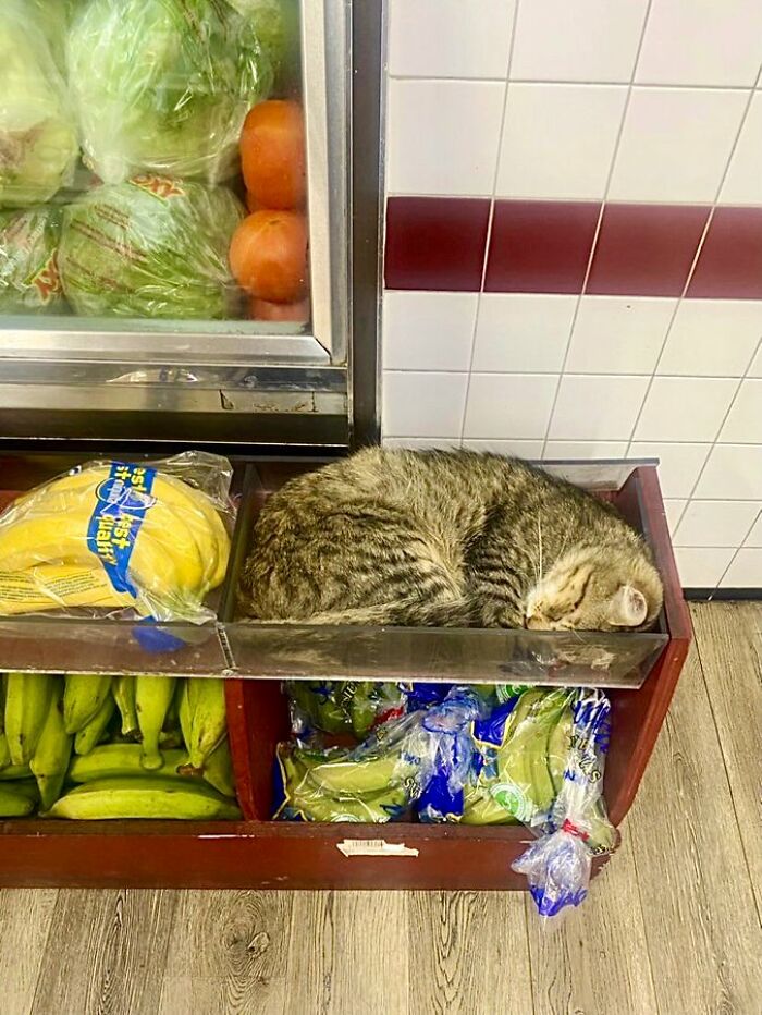 40 Cats Who Treated Convenience Stores Like Their Natural Habitat