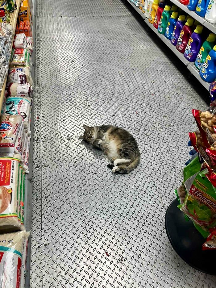 40 Cats Who Treated Convenience Stores Like Their Natural Habitat