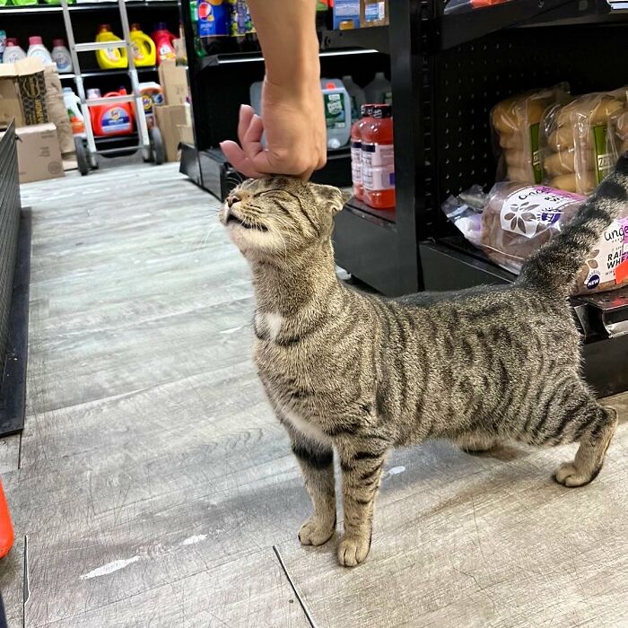 40 Cats Who Treated Convenience Stores Like Their Natural Habitat