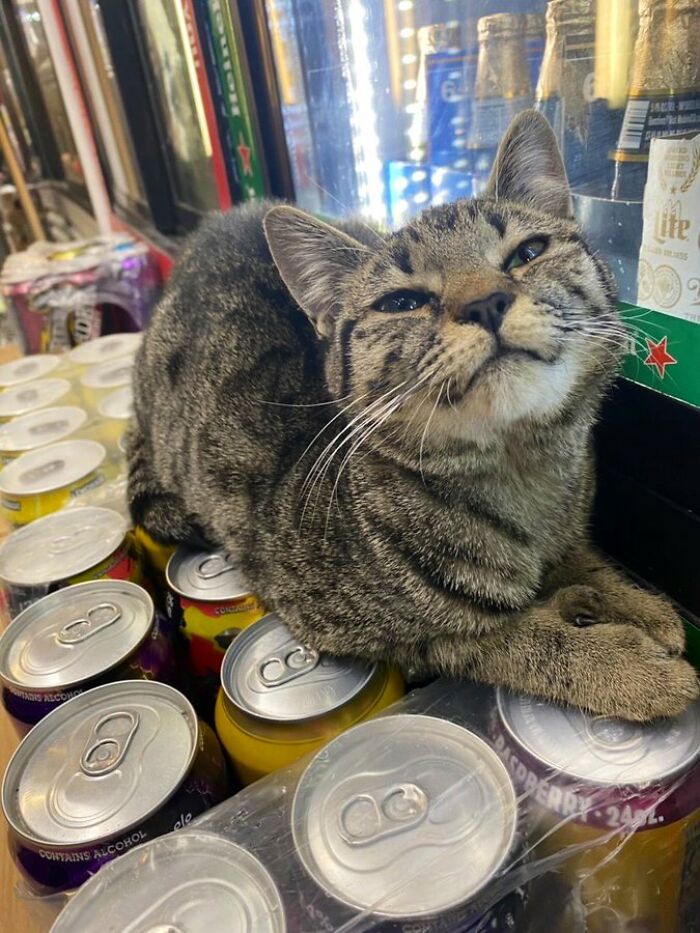 40 Cats Who Treated Convenience Stores Like Their Natural Habitat