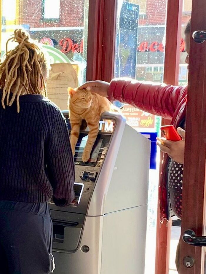 40 Cats Who Treated Convenience Stores Like Their Natural Habitat