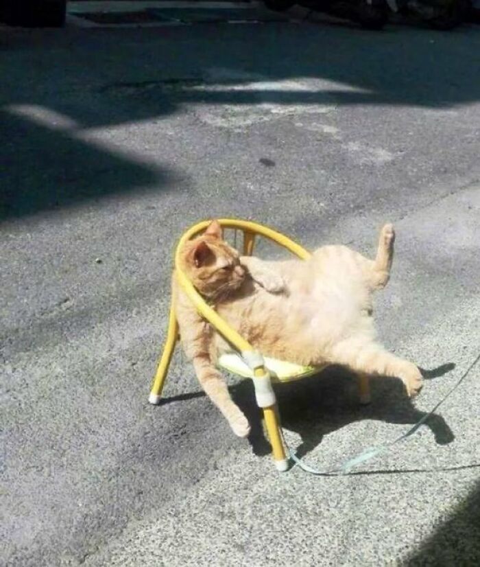 40 Cats Who Treated Convenience Stores Like Their Natural Habitat