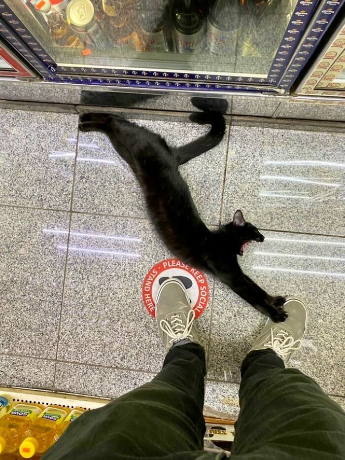 40 Cats Who Treated Convenience Stores Like Their Natural Habitat